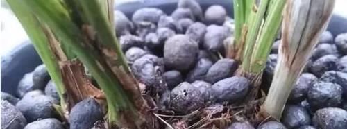 养花不用花钱买肥2种东西抓把撒盆里,植株长势旺,省钱又实用