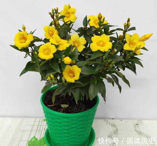 有些“网红花”,都带“毒性”,瞪大眼睛看清楚,别瞎买