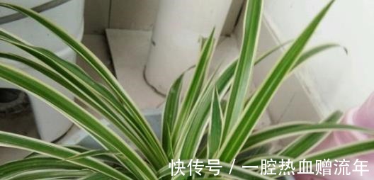 养分|用“药片”兑水浇花,比淘米水都有营养,7天浇1次,入冬就开花!