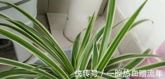 养分|用“药片”兑水浇花，比淘米水都有营养，7天浇1次，入冬就开花！