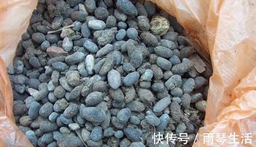 砰砰长|养花不会施肥？用4样东西垫盆底，10年不施肥，花卉照样砰砰长