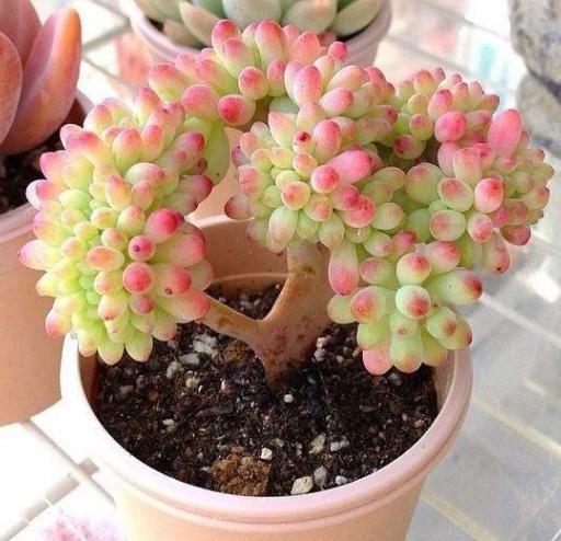 新手小白养殖多肉植物,想要个个长爆盆需多注重5个小技巧