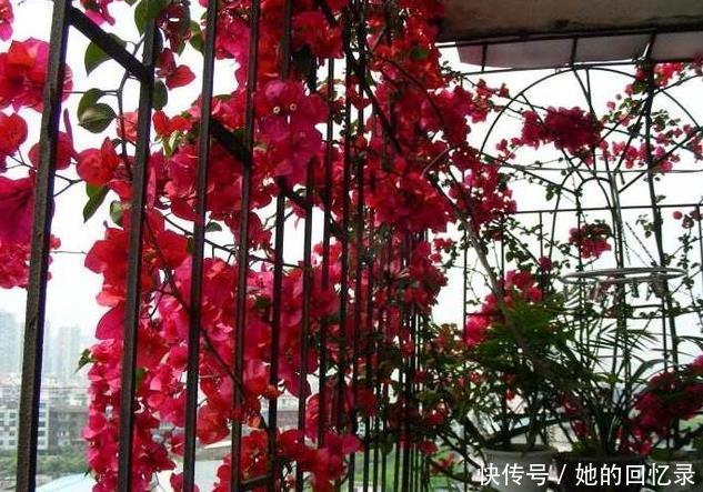 枝繁叶茂|养三角梅,一个小技巧,长的枝繁叶茂,开花多一倍