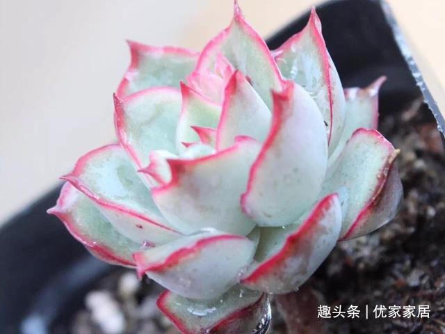 福娘|12款听名字就非常想喜欢的多肉,寓意好颜值高,放心养不后悔