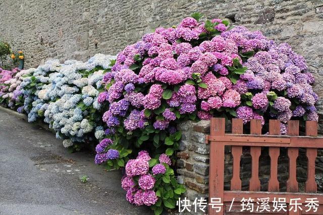 花球|5种花不用管，盆栽地栽都好养，自己就能长成大花球，花开还惊艳