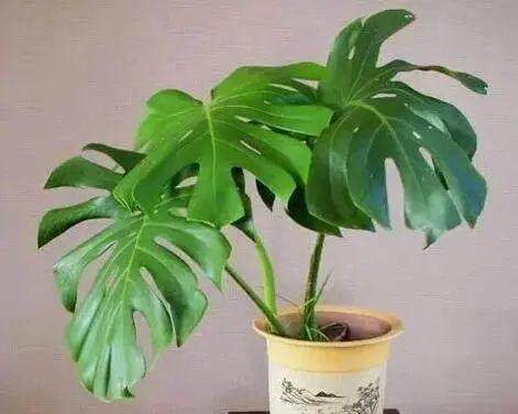 吸毒草|这4种“吸烟”花,养一盆,清除二手烟,还老人孩子一个健康的家