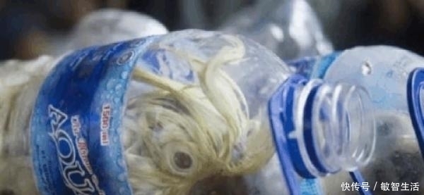 葵花鹦鹉寿命