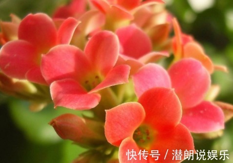 六倍利六倍利|这5款花卉，入秋便是“开花机器”，天冷也拦不住，枝头窜满花苞