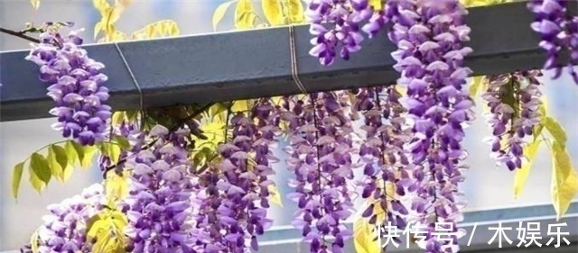 紫藤树#紫藤花下渐黄昏,白居易不喜欢紫藤花,却留下了经典的紫藤花诗