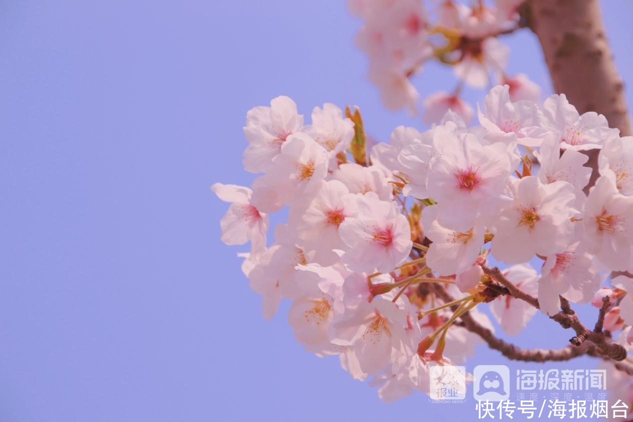 正是樱花浪漫时！烟台这儿的樱花大道美出圈了