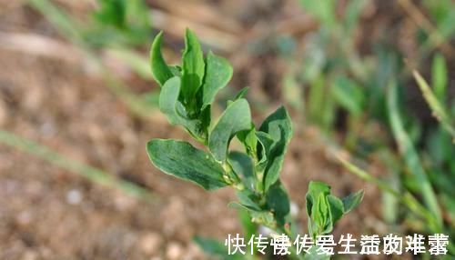 喂猪|农村一种似竹子的野草,过去常用来喂猪,但营养高,煲粥味道鲜美