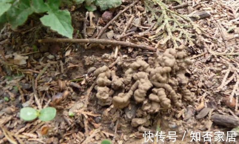 蚯蚓|秋天给花换盆，盆底掺点“万能肥”，根系更健壮，养啥花都旺