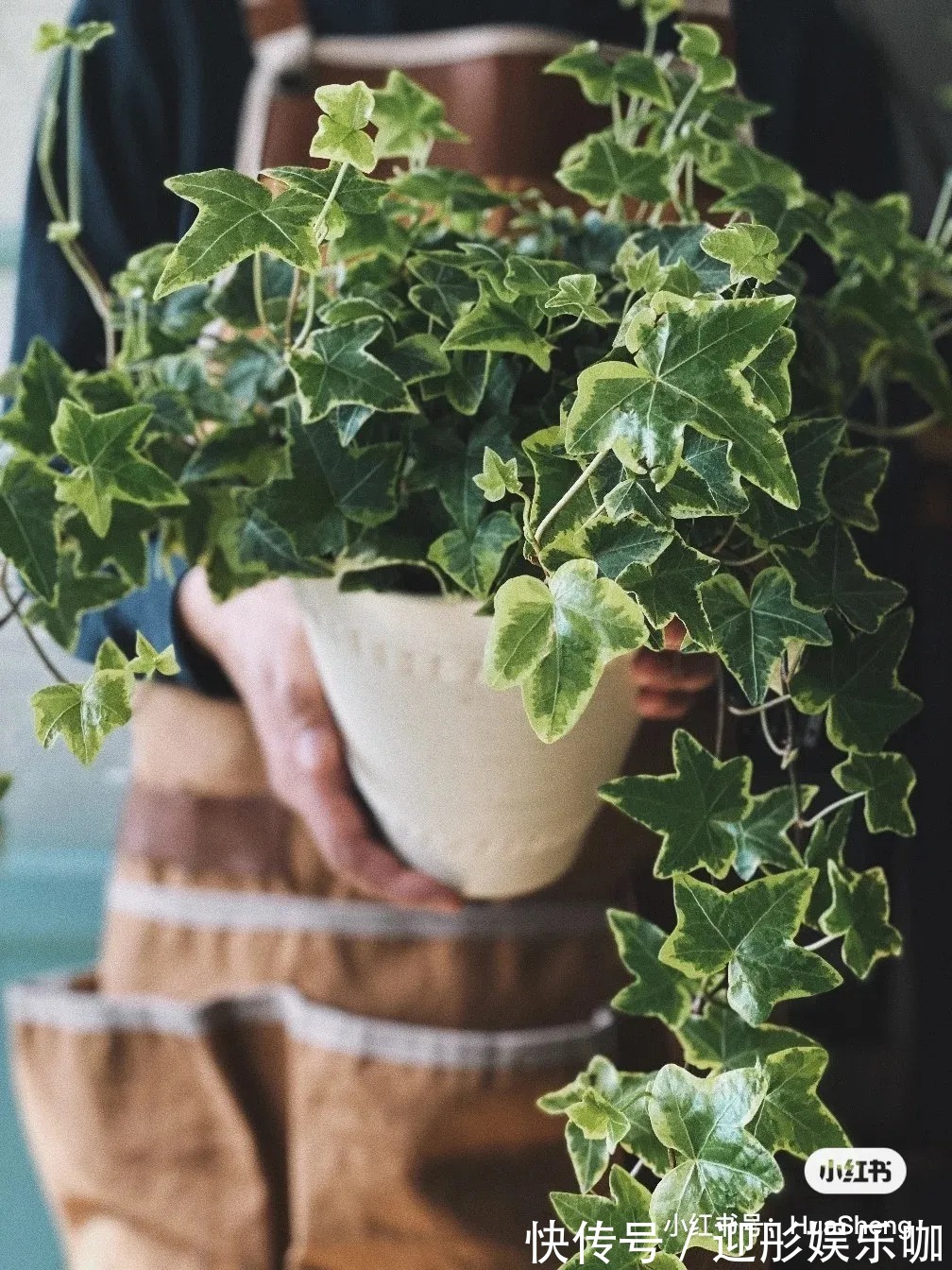 有植物的房子才是理想家!2021最受欢迎“网红绿植”推荐