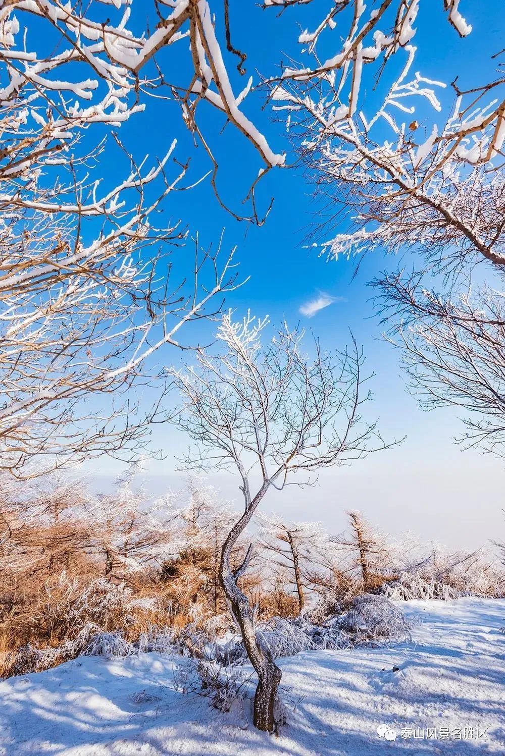 老年|跟随姚鼐的散文《登泰山记》冬览泰山