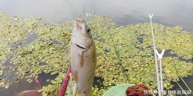杂鱼|小鱼闹窝并不是坏事,明白这几点,再也不怕小鱼闹!