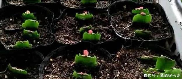 扦插法|蟹爪兰的繁殖方法,原来是这样,长见识了