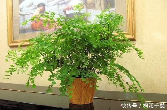 3种花,就是“水桶”,浇水越勤快,生长越旺盛,绿油油一整年!