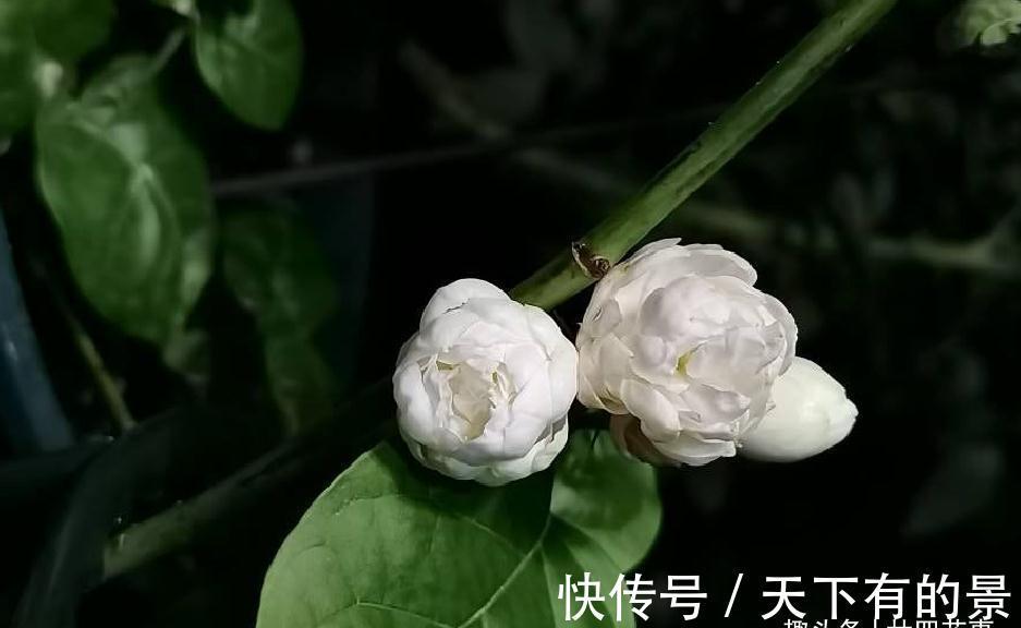秘诀|养茉莉,在大水大肥大太阳之前,还有3个先决条件,和1个补充