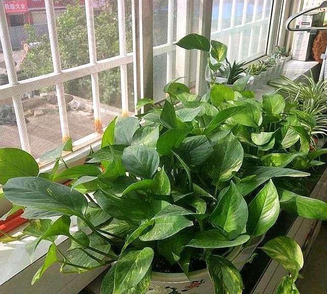 养花栽种前，混合土加点“粉末”，不生虫、长得旺，养啥都能用