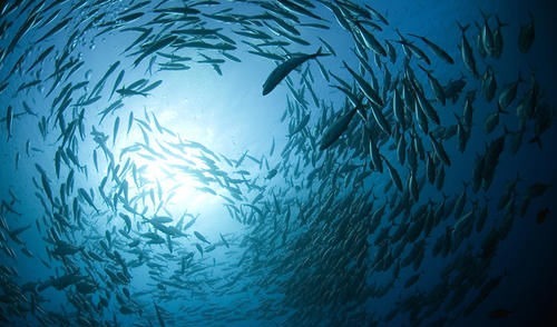 东北知青回忆:老乡教“鱼梁子”捕鱼,一晚上数千条,导致鱼绝种