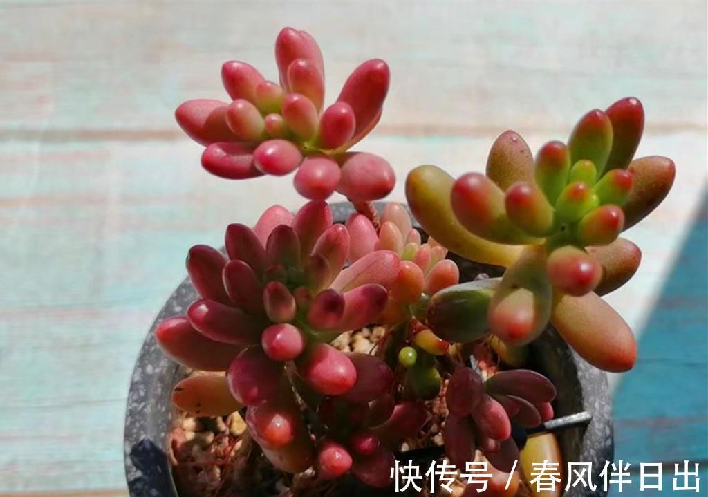 叶片|秋天拯救猪肝色多肉，晒对阳光很重要，清洗植株这步也不能忽略