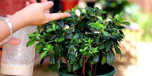 效果|一个花肥秘方,比淘米水厉害多了,浇一点就有“养根”效果