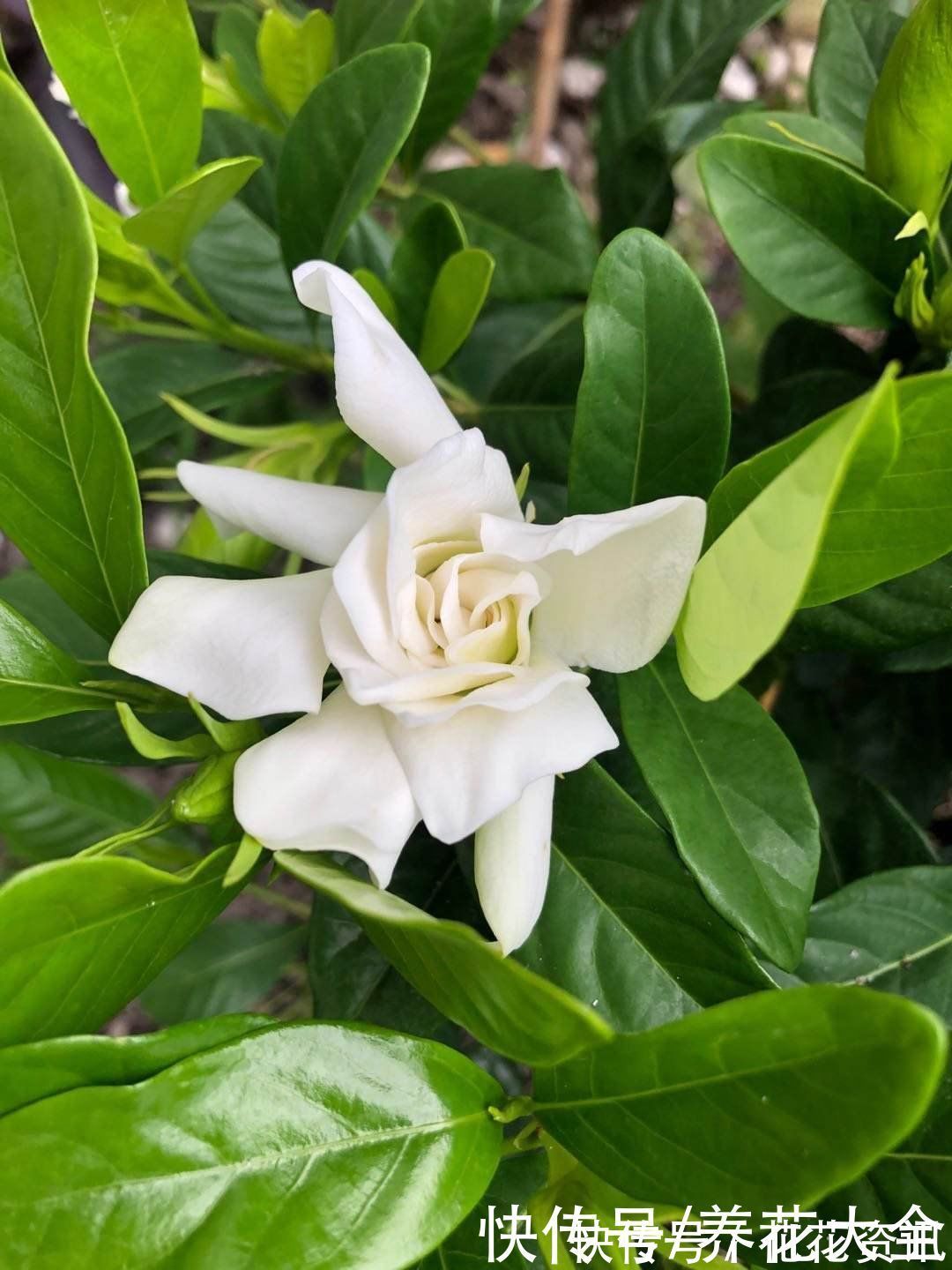 6种植物，是天然的染色剂，古代只有皇家才能用