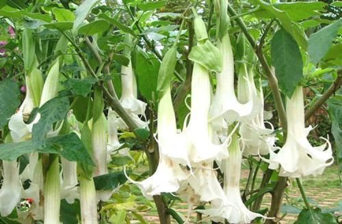 家里养花别随便,“2种花”最好别养,对身体不好