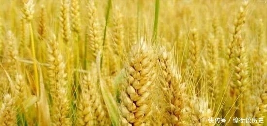 来自西域的中国植物