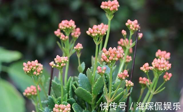 想长寿花四季开花,关进“小黑屋”,喂点“开花水”,30天开爆盆
