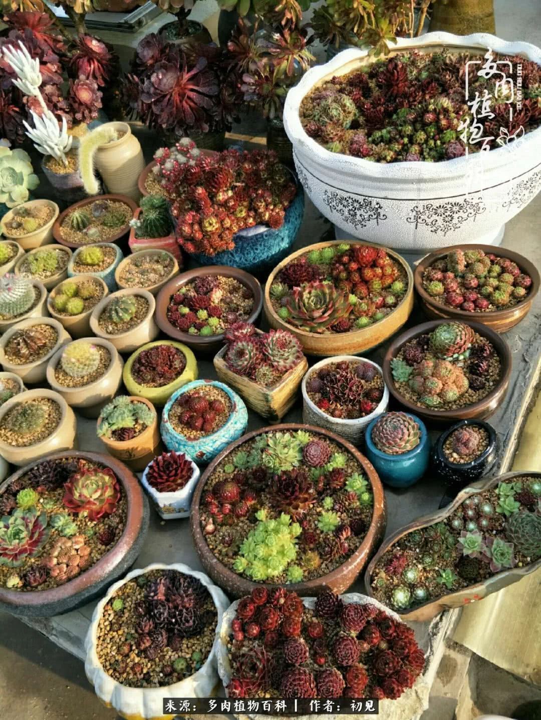 养多肉四周年,从初见到爱恋!幸福一直藏在浅薄的日子里!