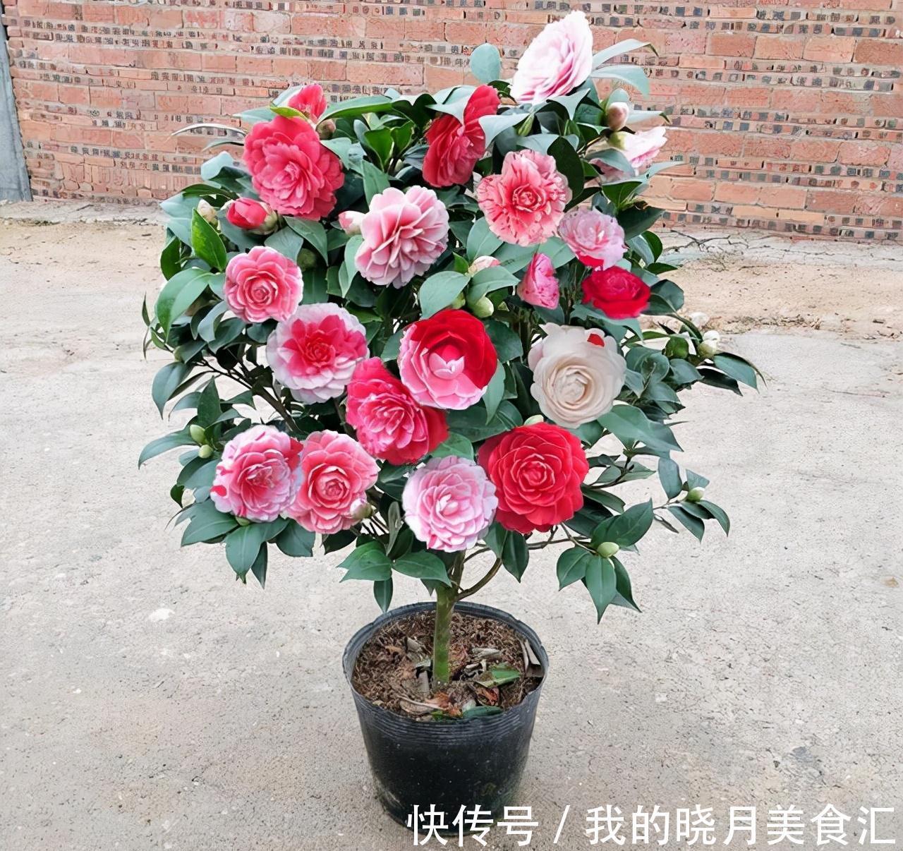 天冷就养“6种花”,越冷越爱开花,吉祥“喜庆”又高档