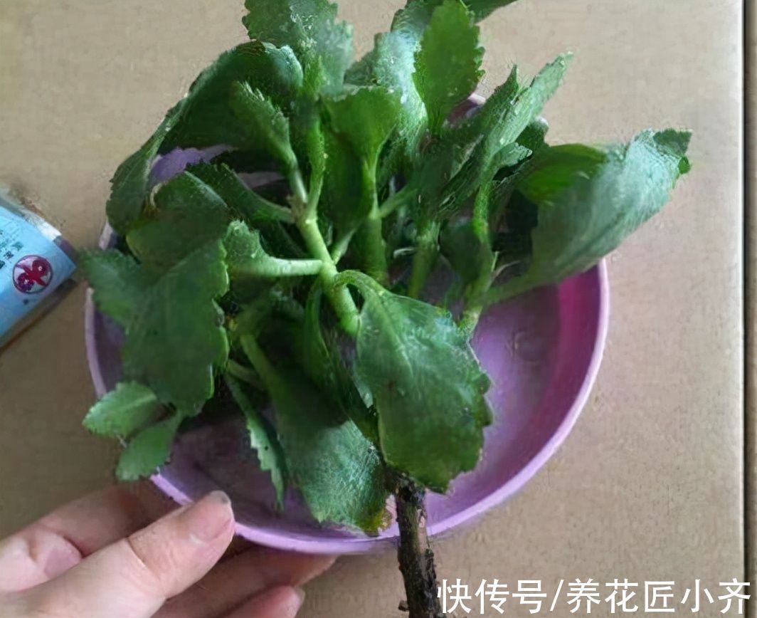 长寿花叶片发软不精神,原因有2个,无论哪个都不行,赶紧救治