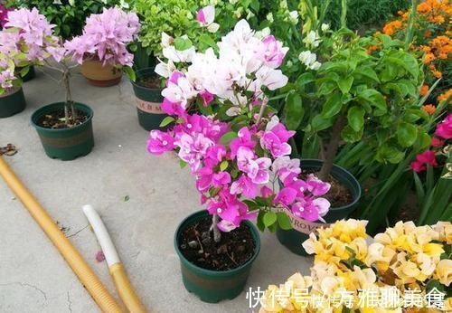 张大爷养花,用“2种水”轮流浇,没想到,1年养出漂亮“小花园”