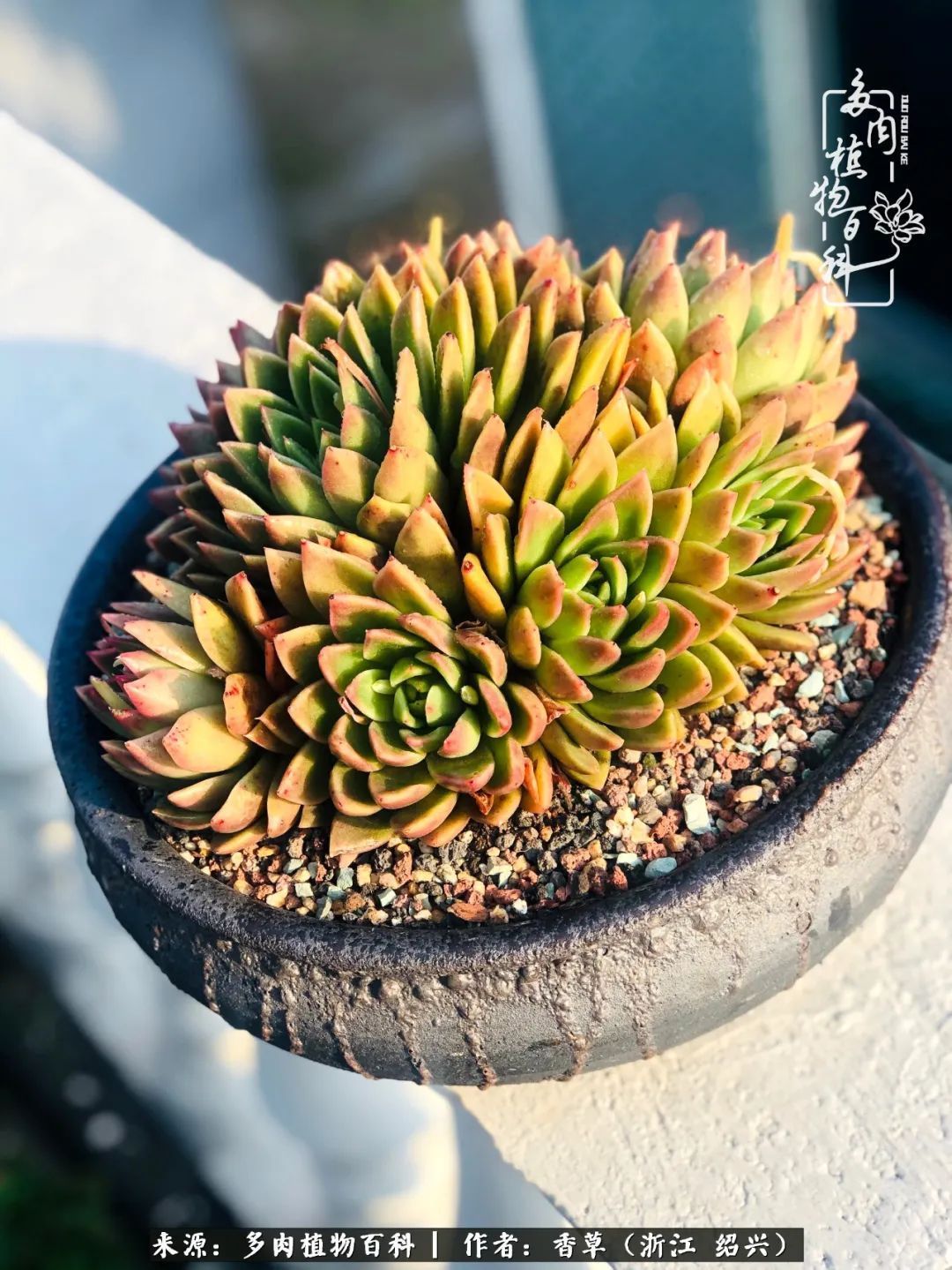 阳台上的一亩三分地,我愿与你一起,与时光媲美!