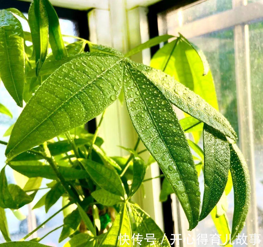 10种花,一降温就黄叶,赶紧换个地方养