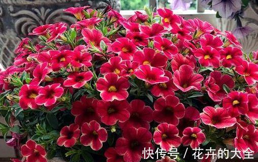 高雅|农历7月15号起,最适合养这些花,花期长易打理,花朵清新高雅