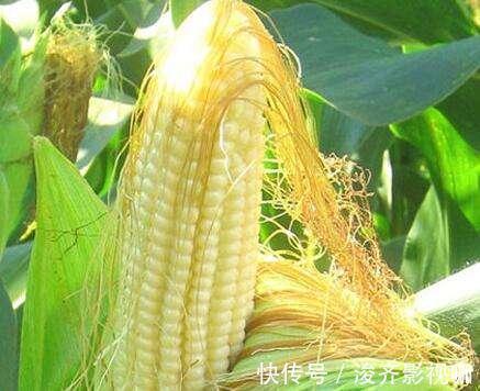 核桃仁|几把玉米须煮鸡蛋，竟然可以治疗此病，早知道就好了