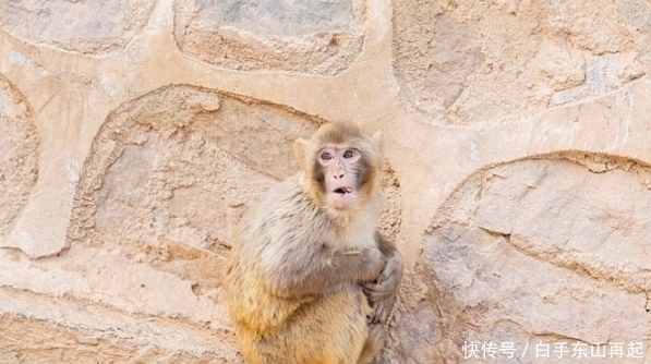 生肖|生肖猴:一定要重视2个人,一个让你事业有成,一个陪你白头到老