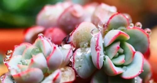 寒潮来袭，阳台养的多肉出现“这3级”冻伤，别扔掉还有救！