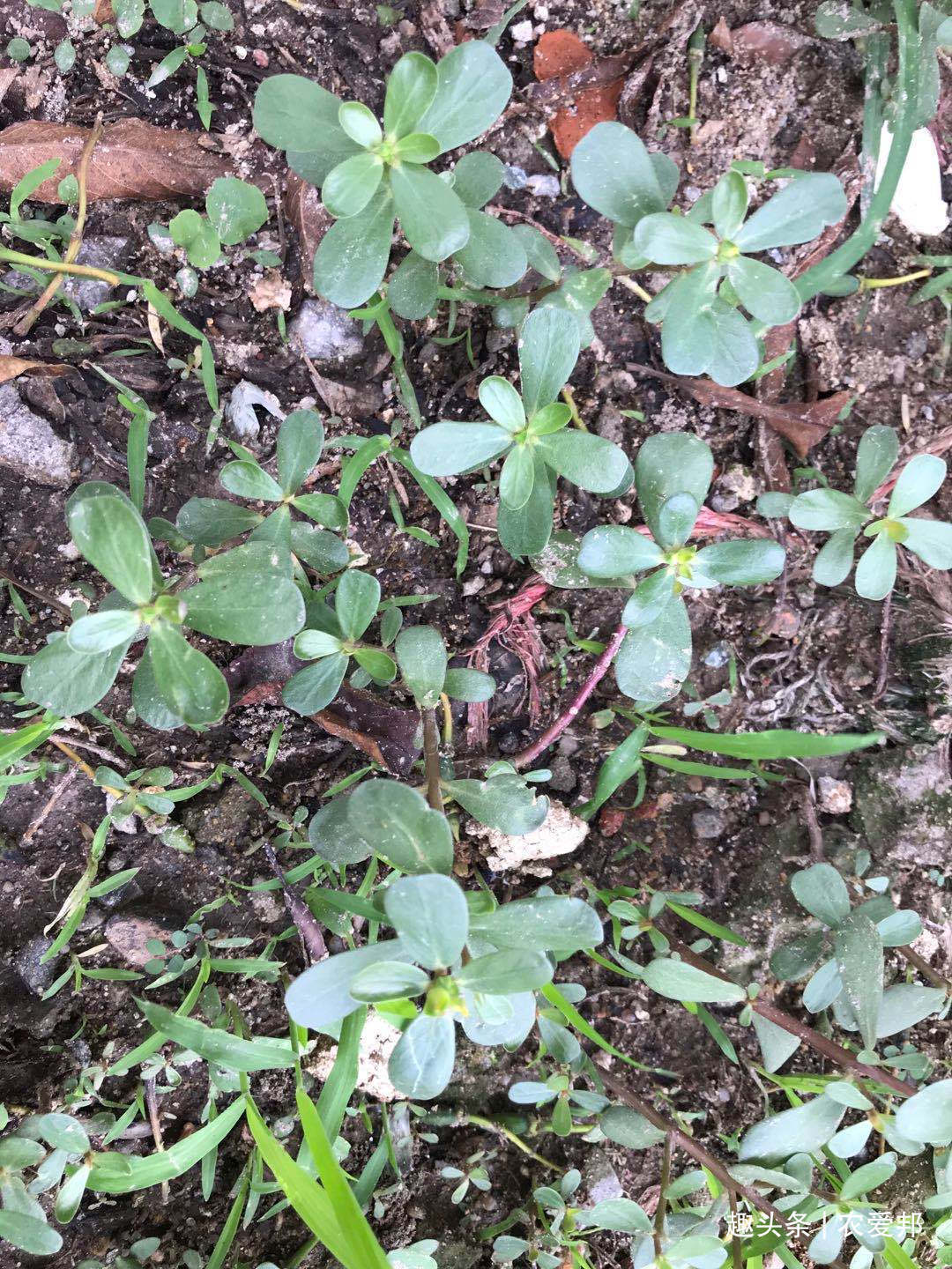 良药|这种野菜称为“国民野菜”中医人眼里也是一种良药,受到人们喜爱