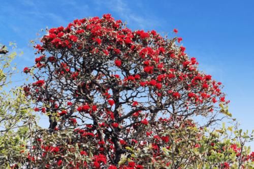 云南普洱：初春赏花好地方