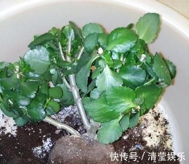 长寿|长寿花换土,切记避开“生死季”,换个时间段,沾土就生根
