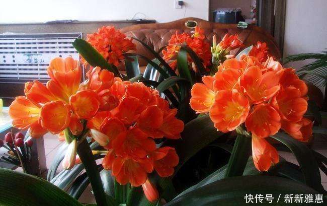 君子兰不开花拿它一浇,花箭嗖嗖蹿,一盆就开几十朵