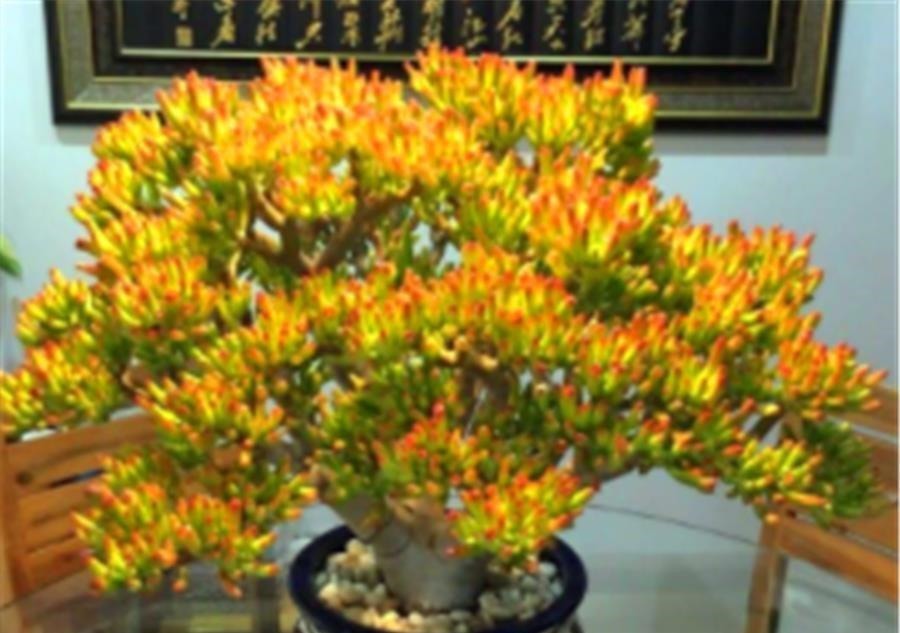 3种寓意招财进宝的多肉,颜值高好养护,2种能养成树