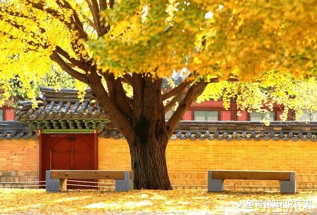 院子栽树有讲究,栽对能旺宅,这3种树不能出现!我家就栽错了