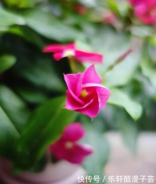 适应能力|种院子里不用管也能四季开花的植物,盆栽养室内也能天天开花
