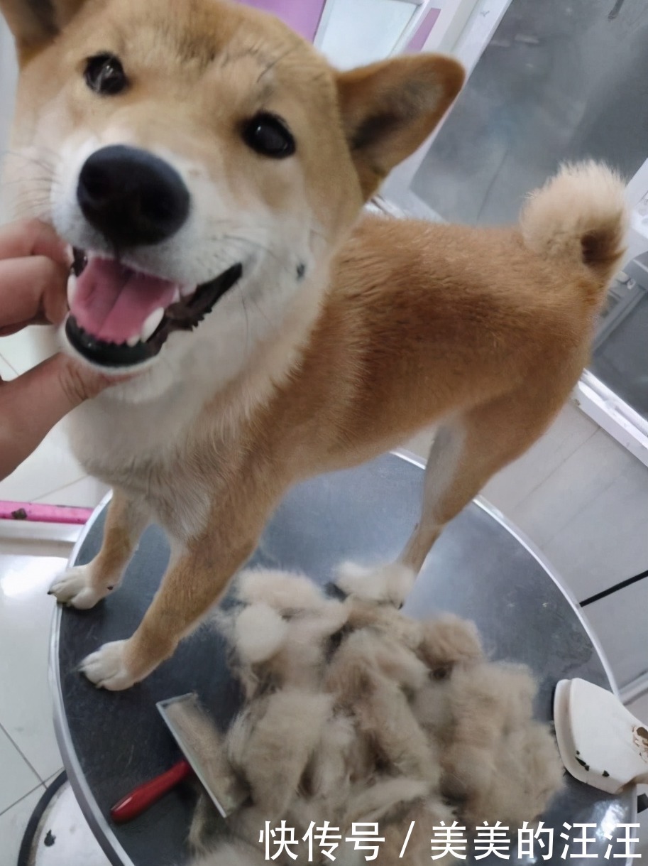 柴犬属于长毛犬还是短毛犬 柴犬属于长毛犬还是短毛犬