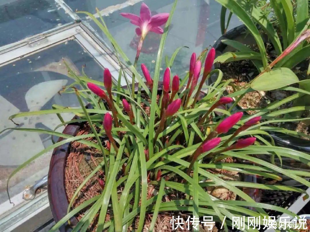 抗病、不招虫的天竺葵，屋里养一盆，开花一茬接一茬