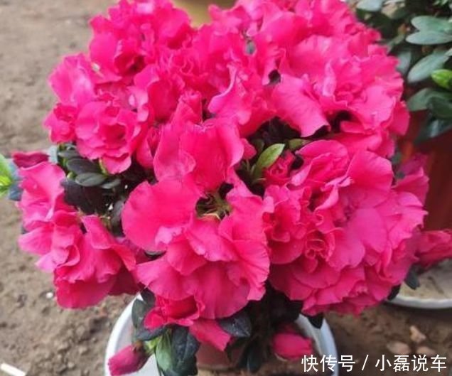 种花|4种花自带财运，家里养一盆，招财纳福好运来，越养越喜欢